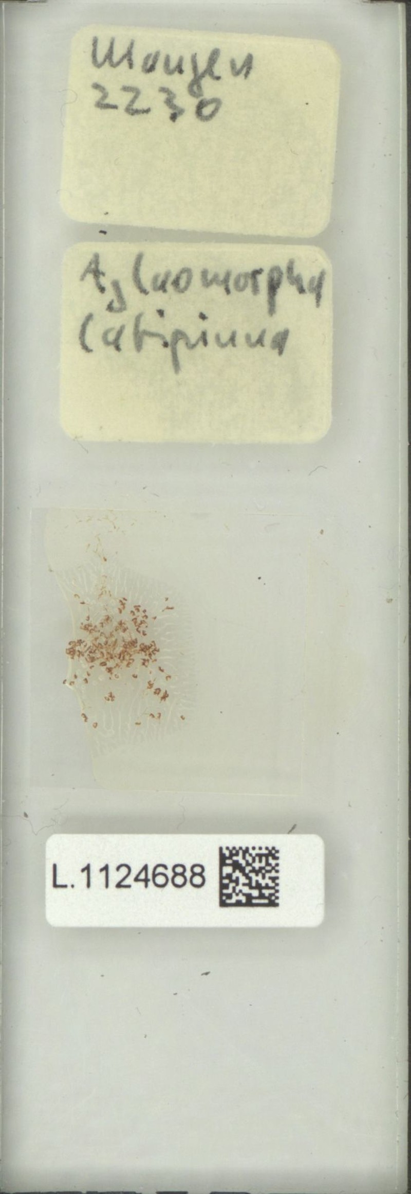 Drynaria latipinna photo 4
