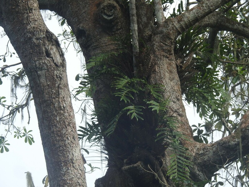 Drynaria laurentii