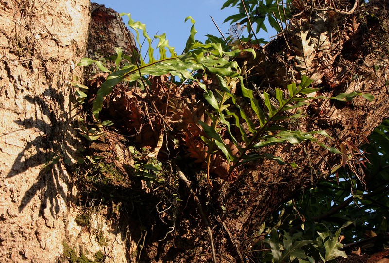 Drynaria laurentii photo 2
