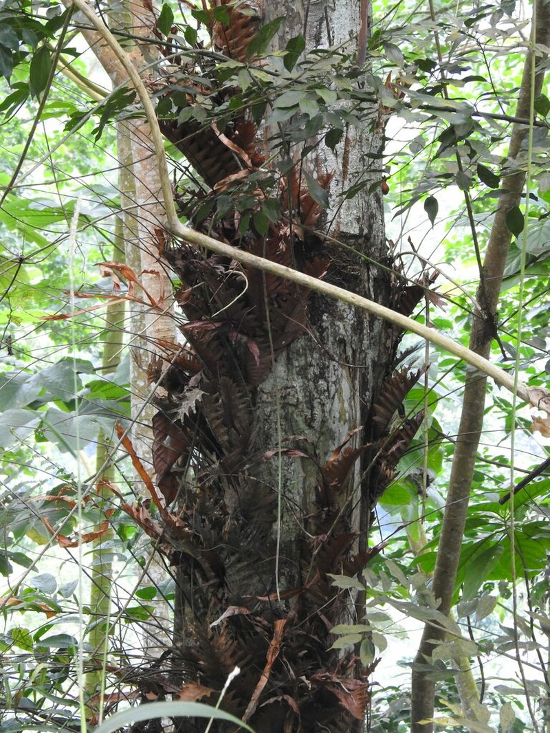 Drynaria laurentii photo 3