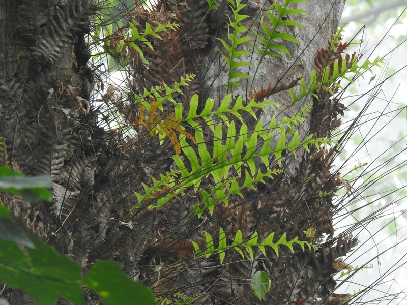 Drynaria laurentii photo 6