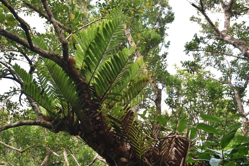 Drynaria meyeniana