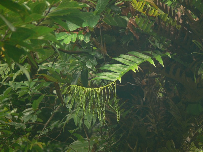 Drynaria meyeniana photo 2