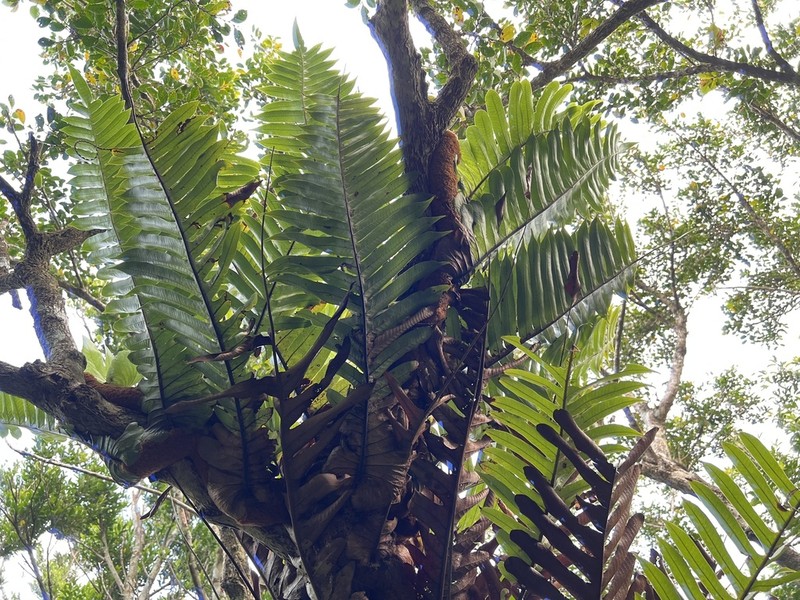 Drynaria meyeniana photo 4