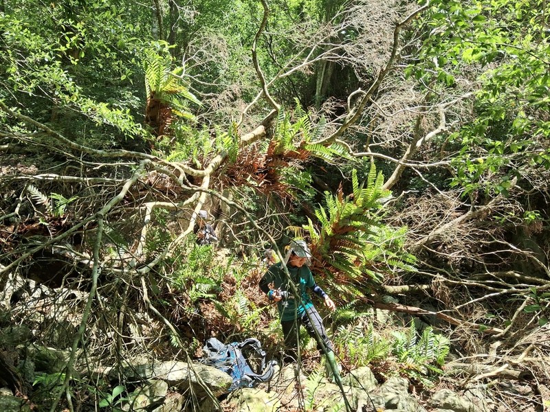 Drynaria meyeniana photo 7