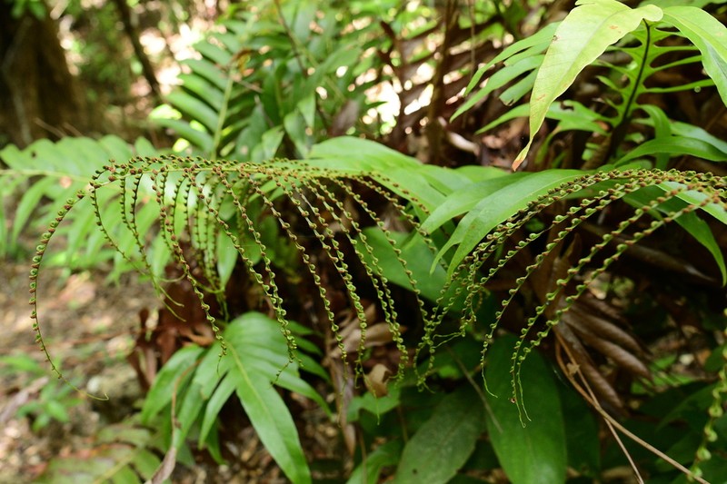 Drynaria meyeniana photo 8