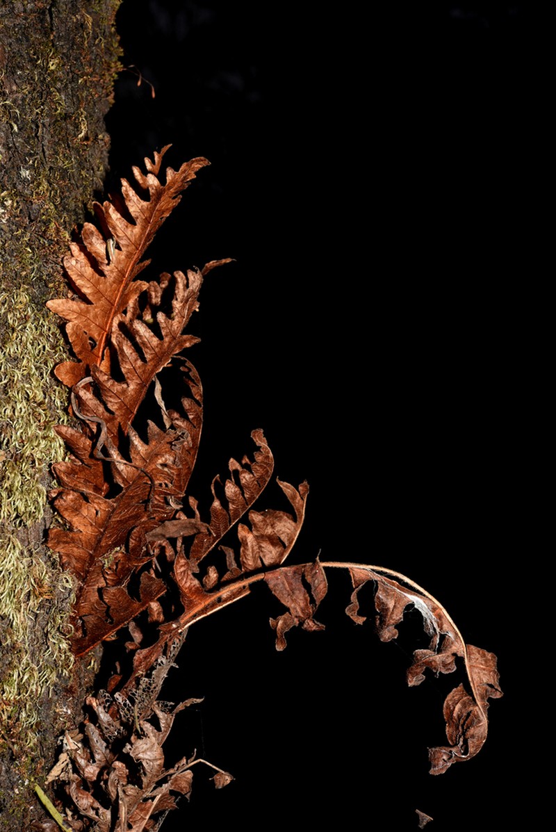 Drynaria mollis photo 2