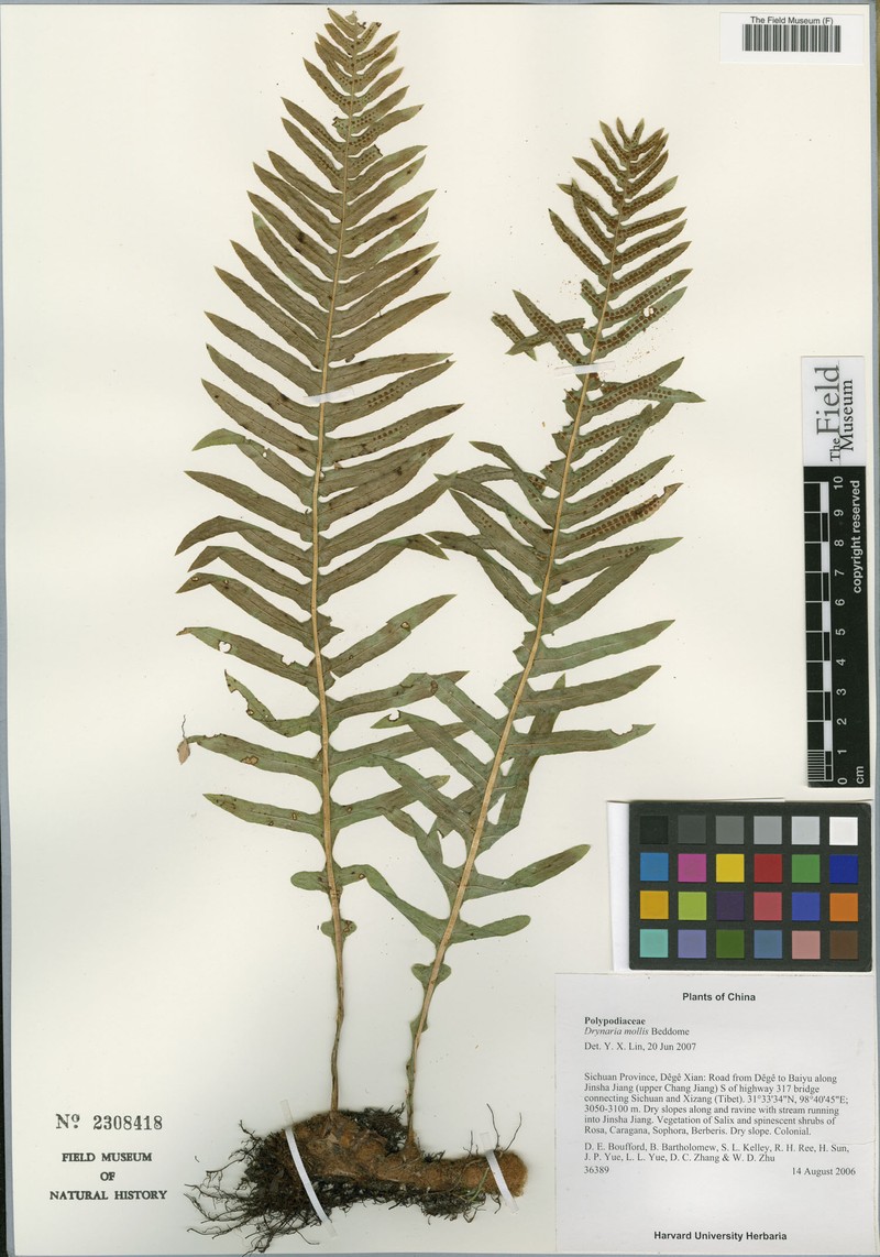 Drynaria mollis photo 3