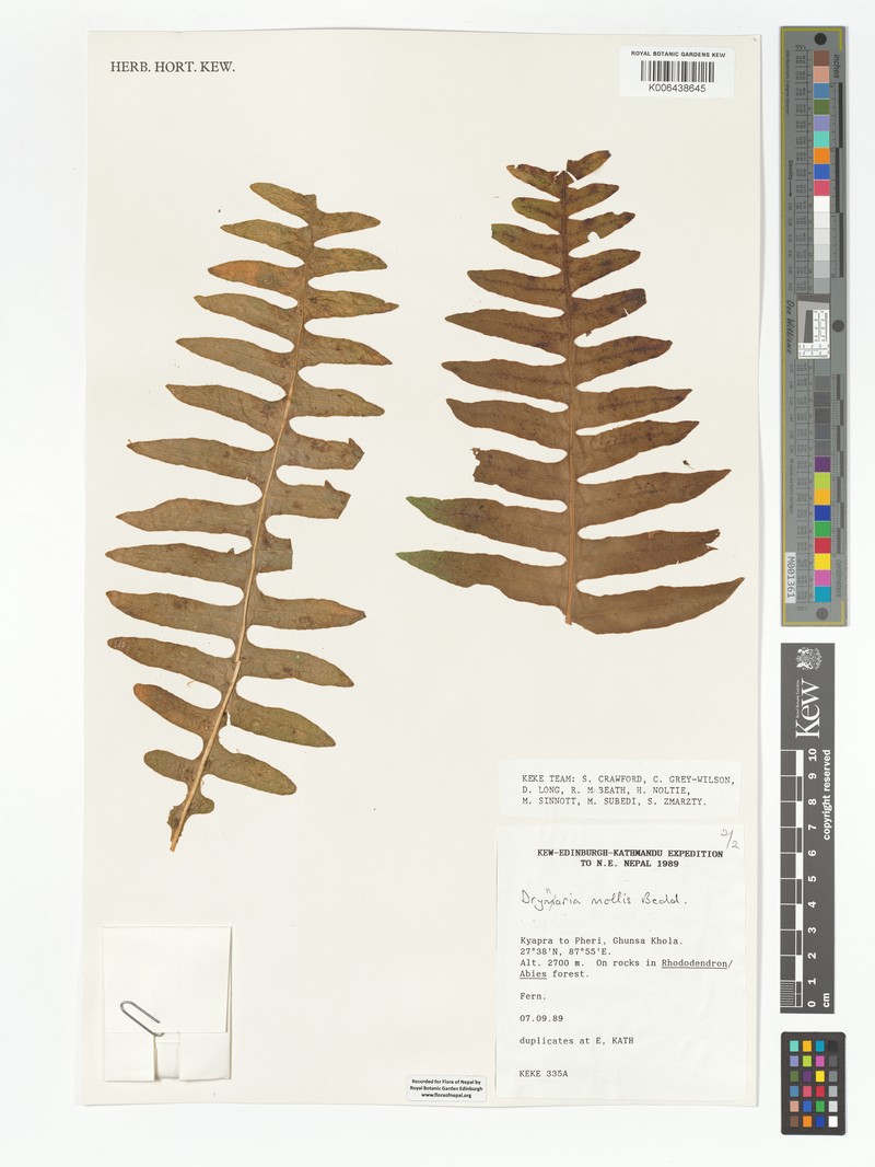 Drynaria mollis photo 4