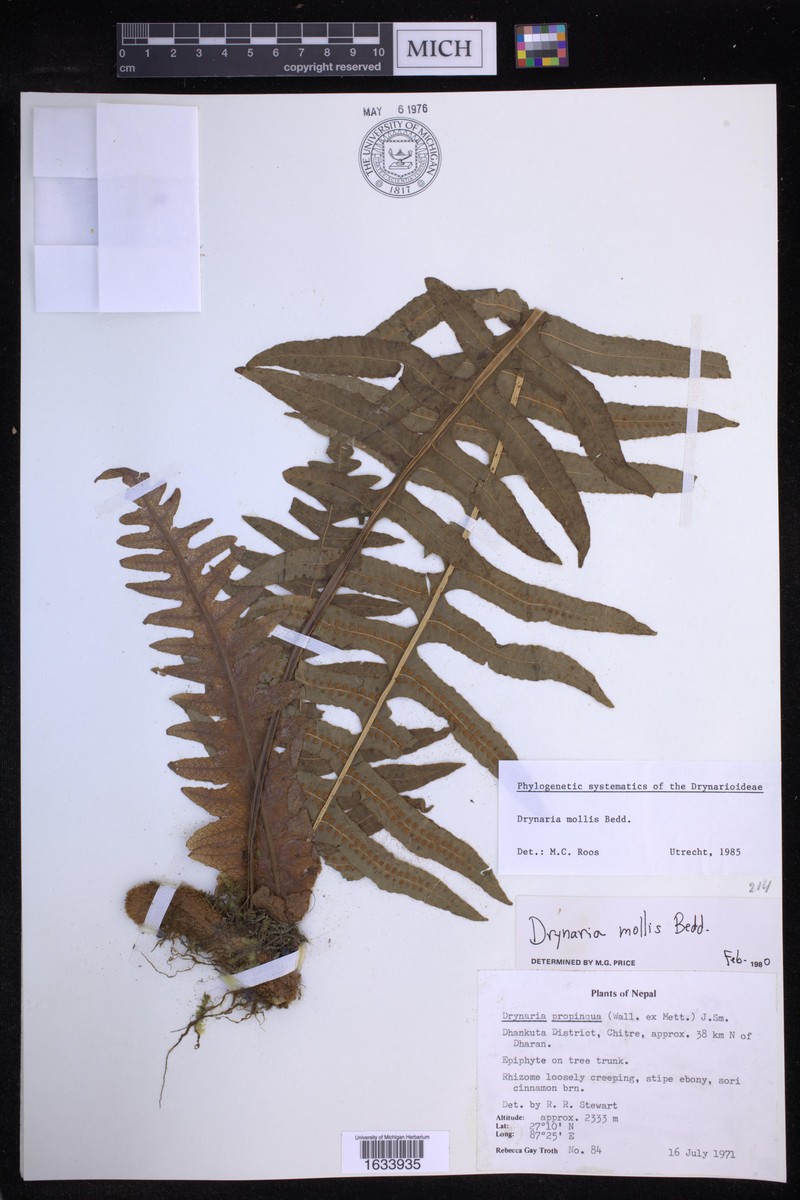 Drynaria mollis photo 5