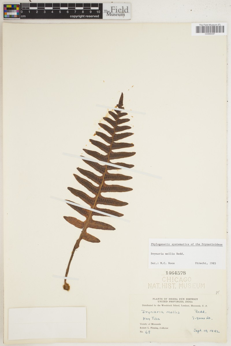 Drynaria mollis photo 6