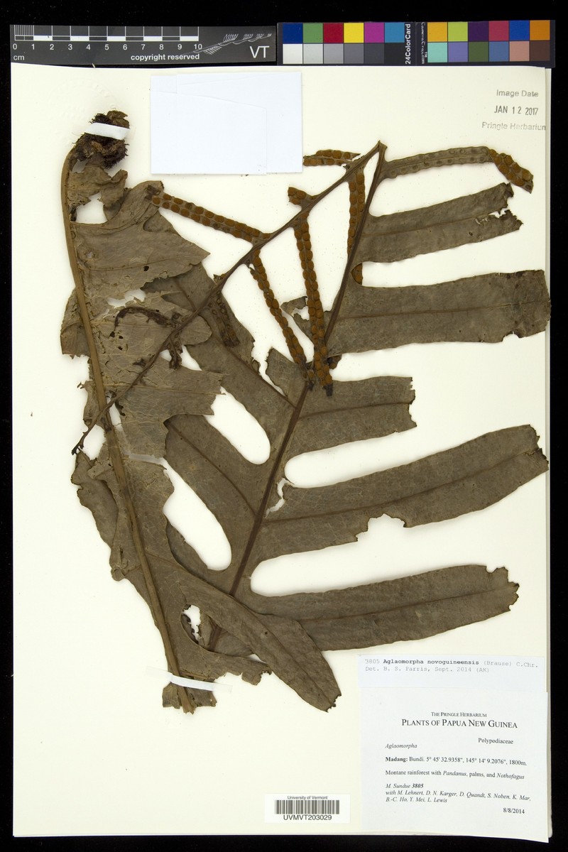 Drynaria novoguineensis photo 2