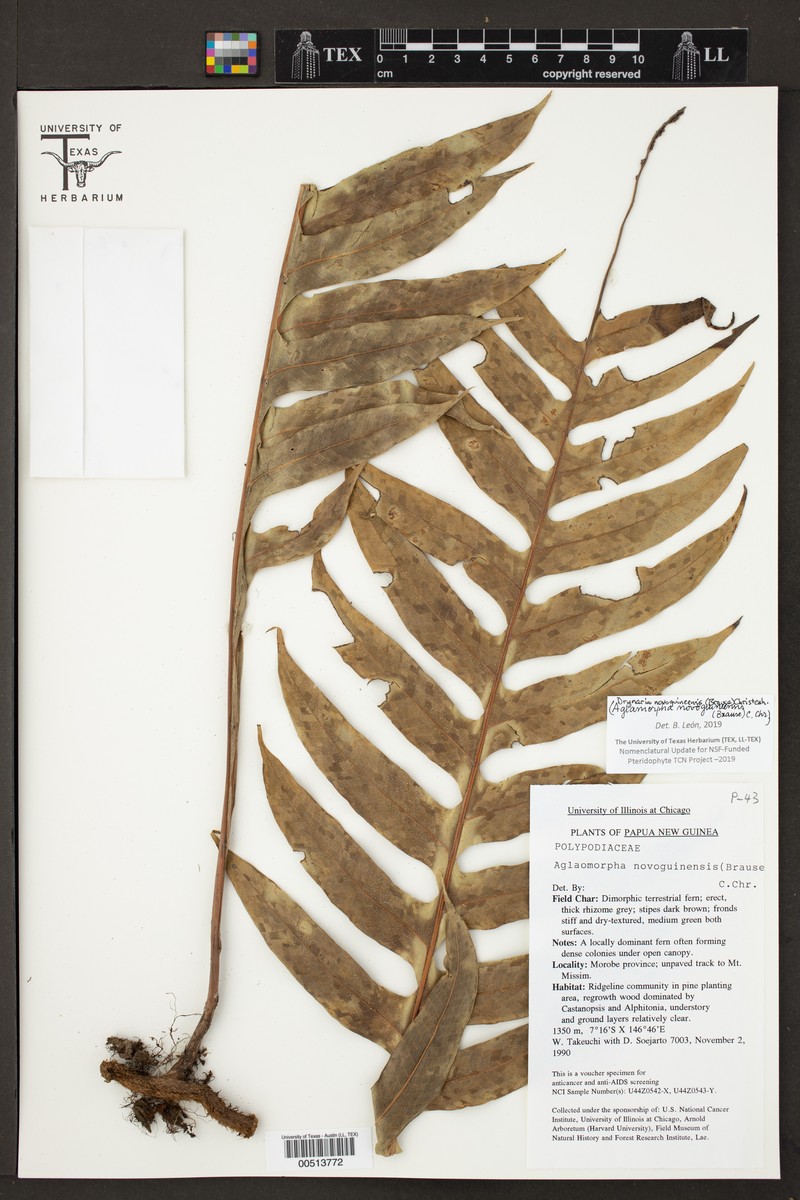 Drynaria novoguineensis photo 3