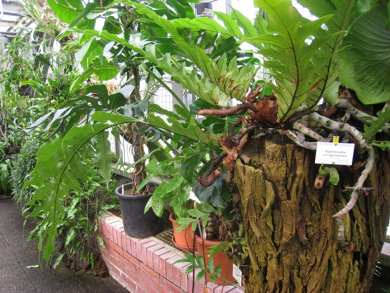 Drynaria novoguineensis