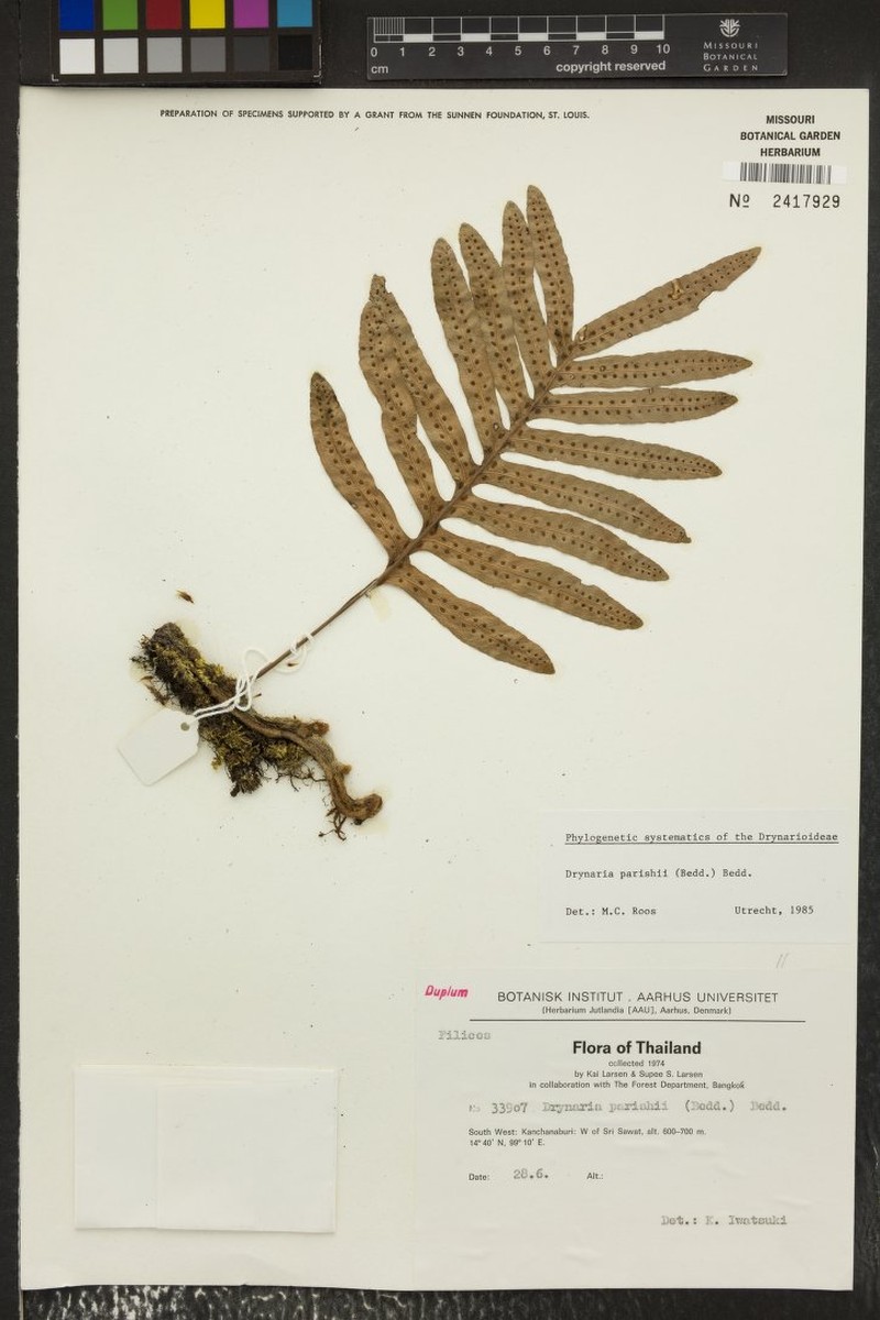 Drynaria parishii photo 2