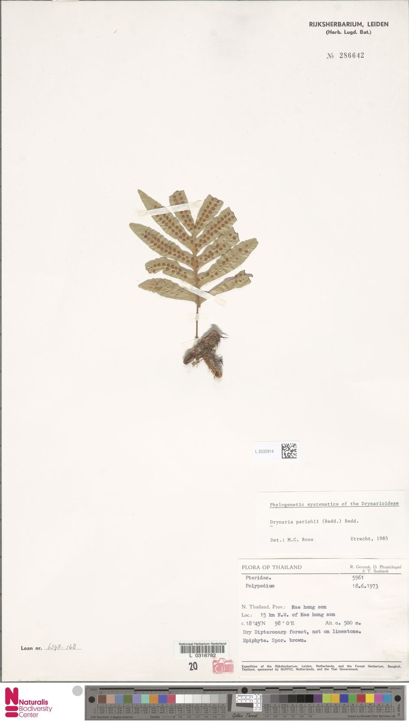 Drynaria parishii photo 4