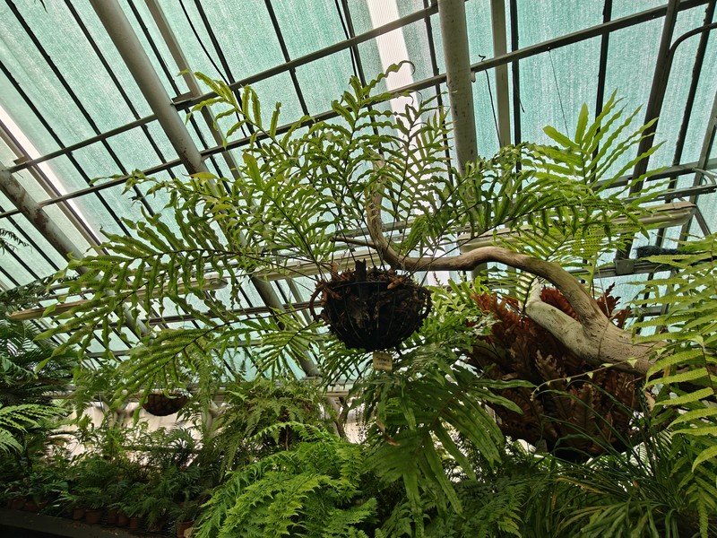 Drynaria parishii