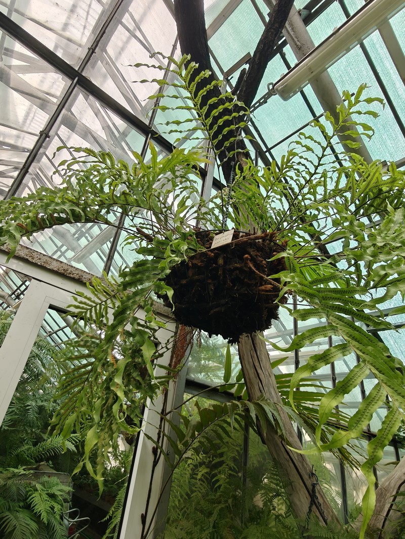 Drynaria parishii photo 5