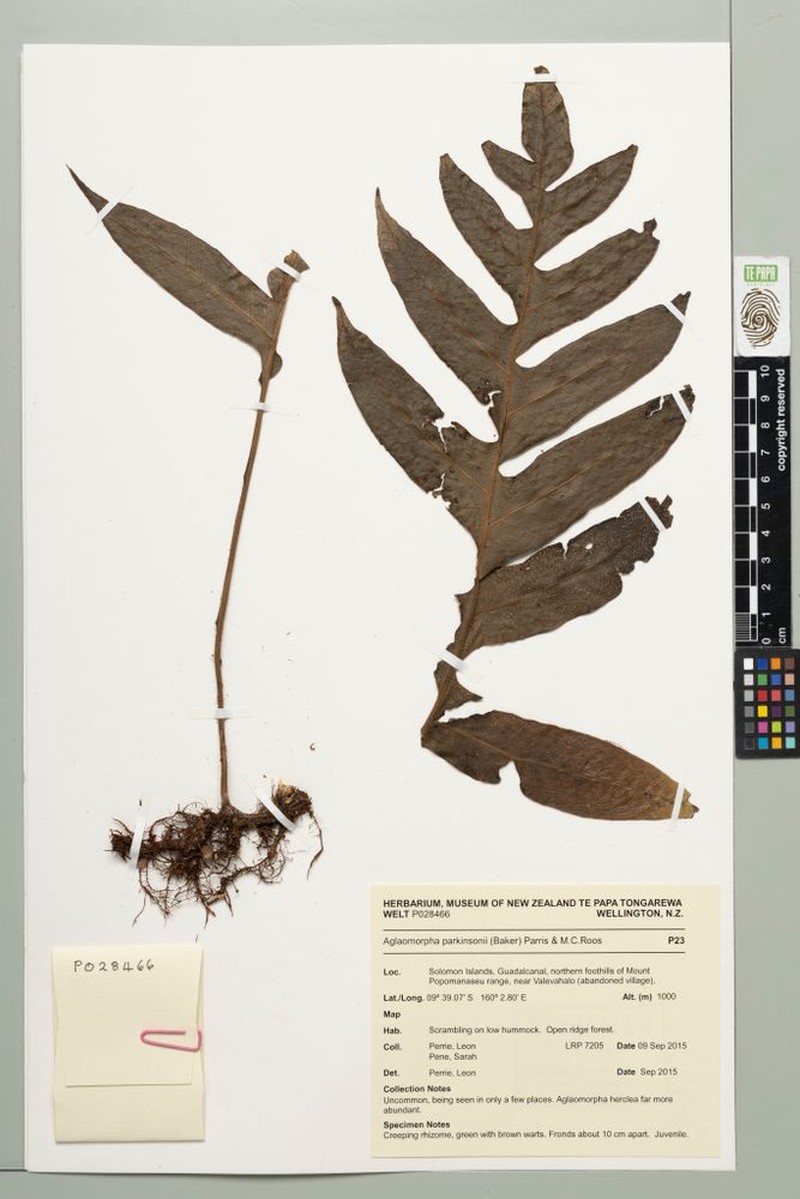 Drynaria parkinsonii