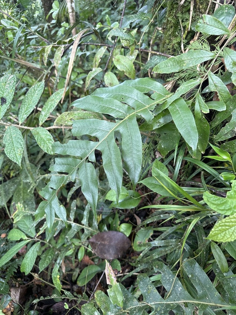 Drynaria pilosa