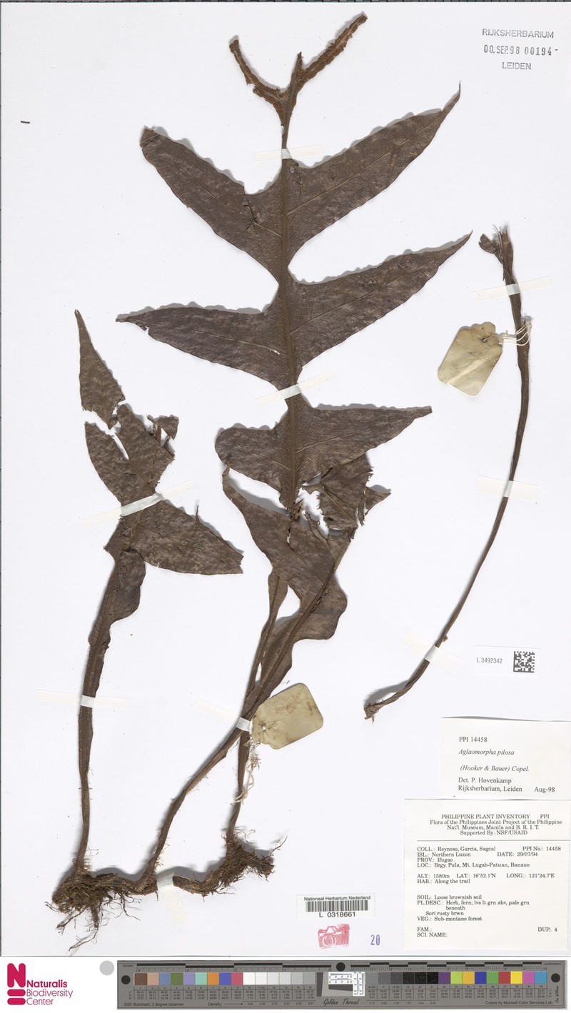 Drynaria pilosa photo 2