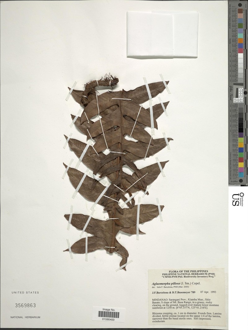 Drynaria pilosa photo 3