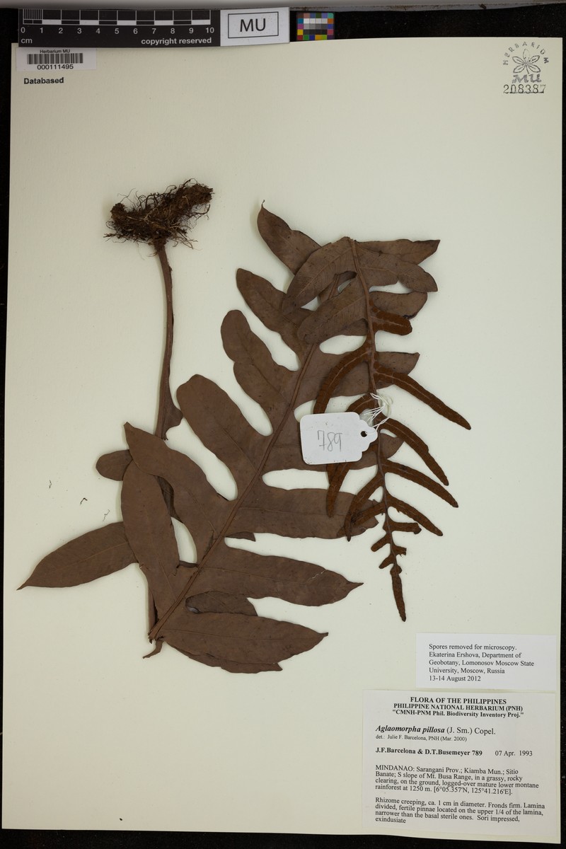Drynaria pilosa photo 4