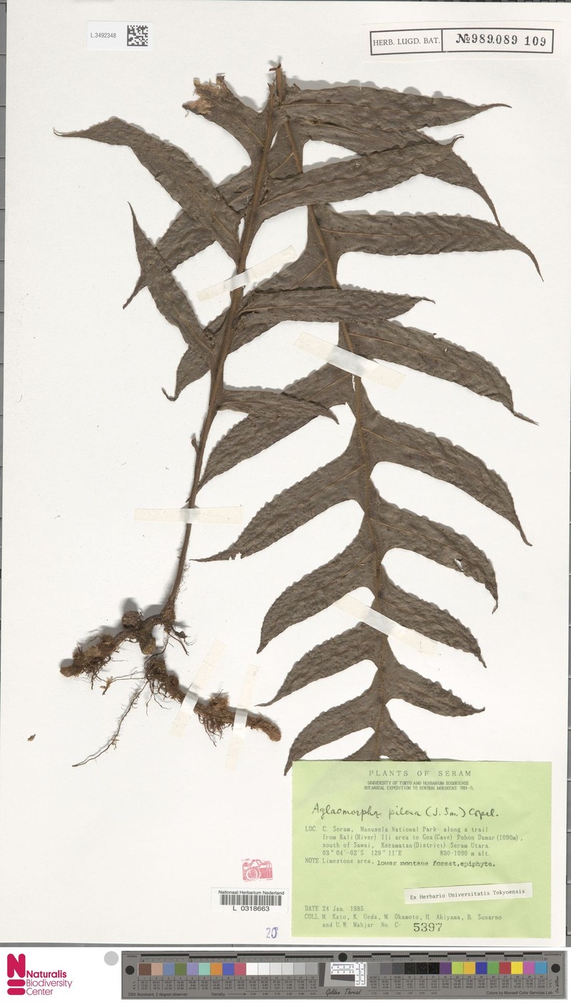 Drynaria pilosa photo 5