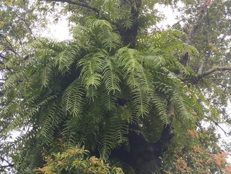 Drynaria pleuridioides
