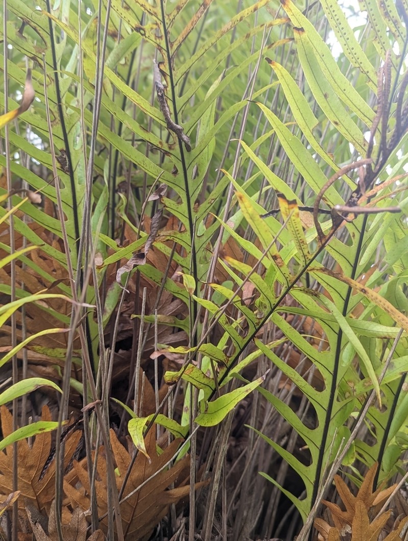 Drynaria pleuridioides photo 2