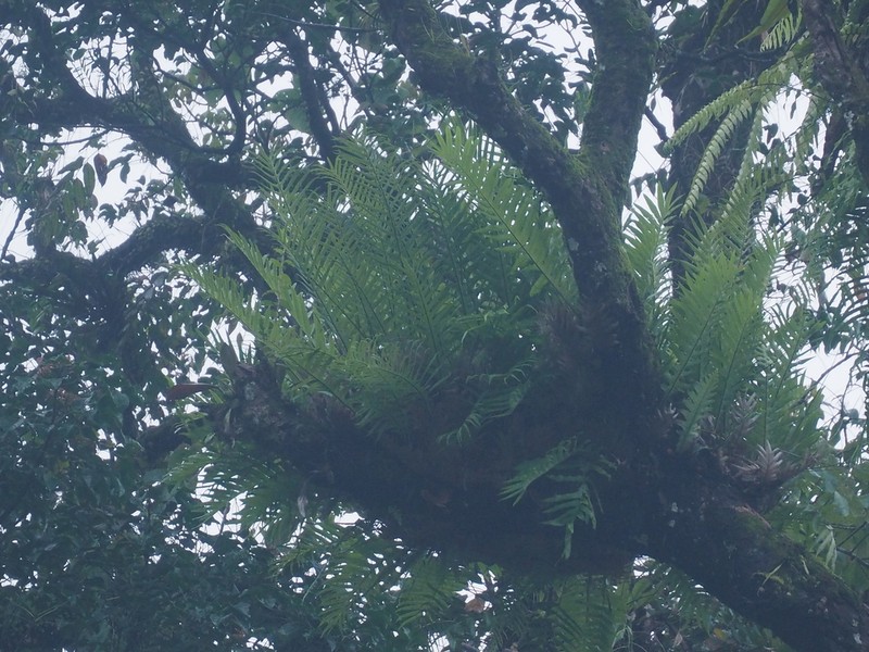 Drynaria pleuridioides photo 3