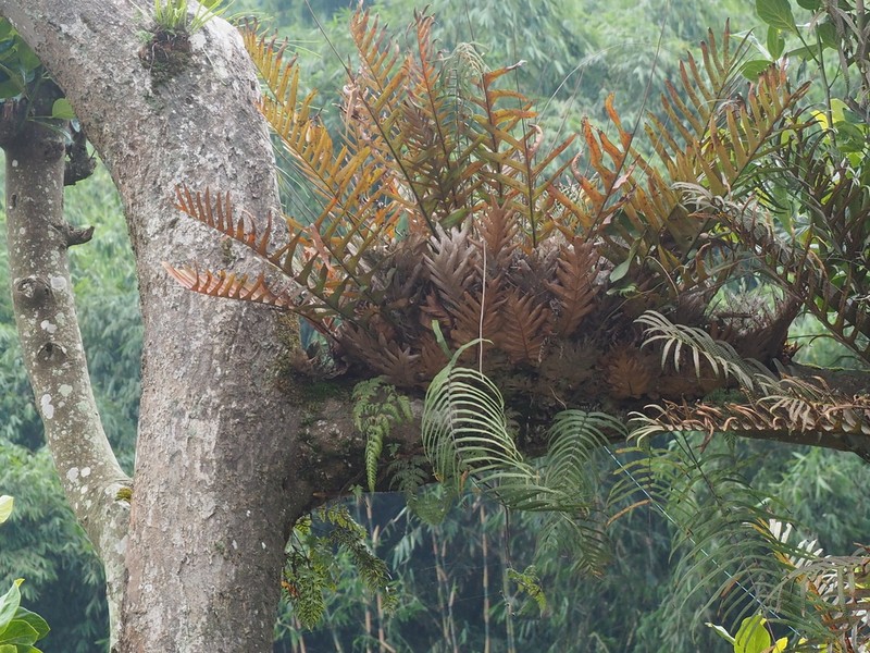 Drynaria pleuridioides photo 5