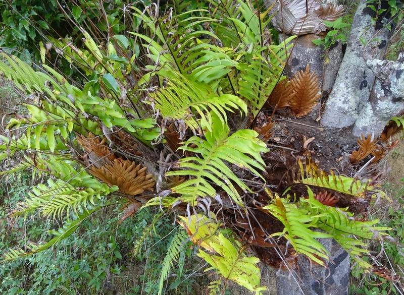 Drynaria pleuridioides photo 6