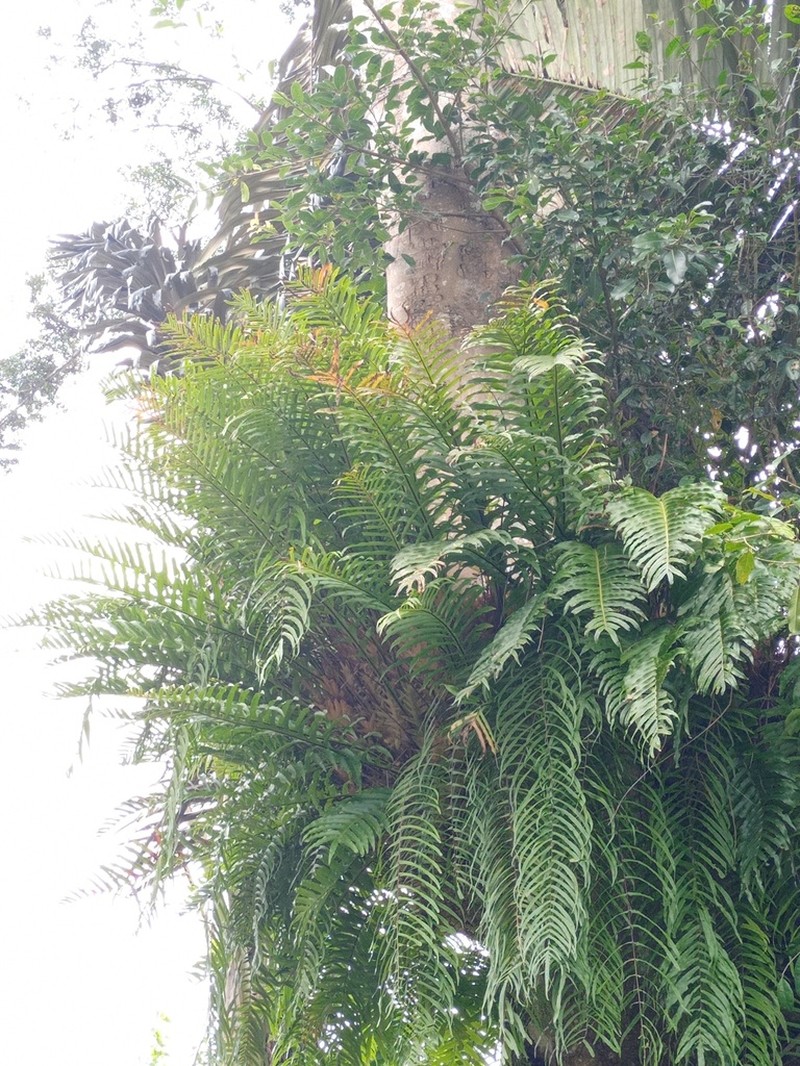 Drynaria pleuridioides photo 7