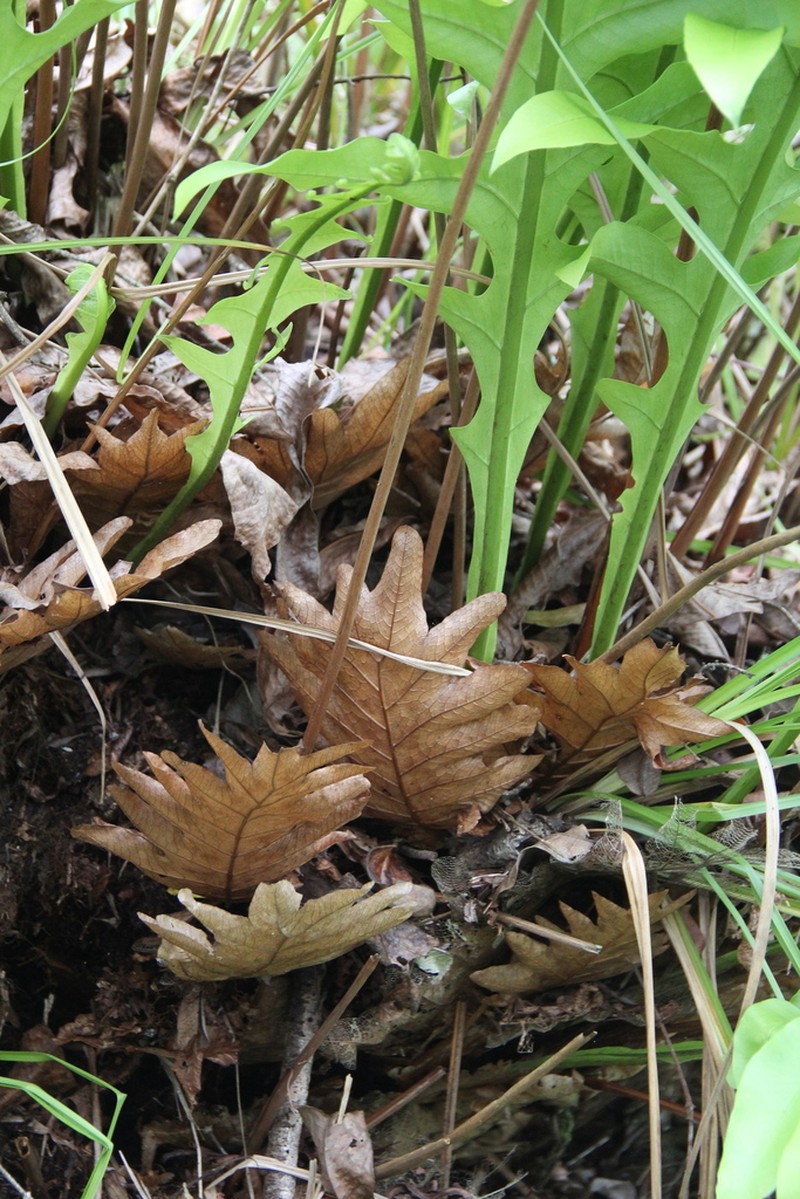 Drynaria pleuridioides photo 8