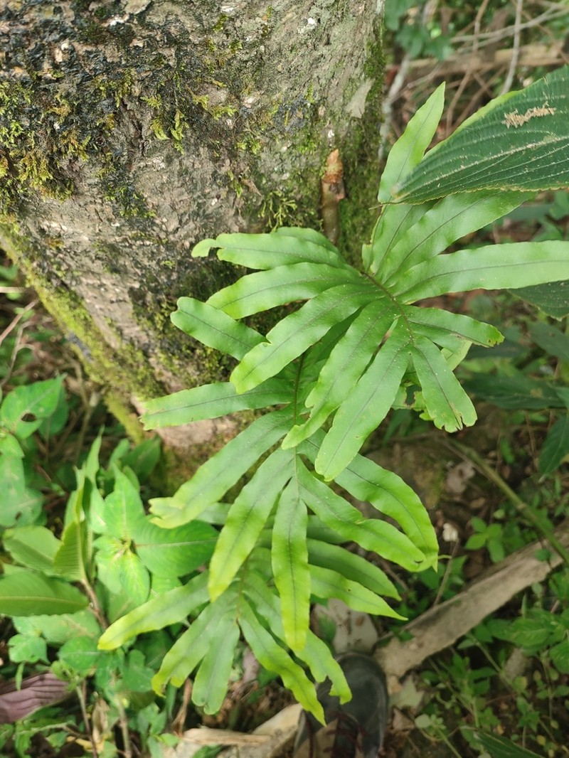 Drynaria propinqua
