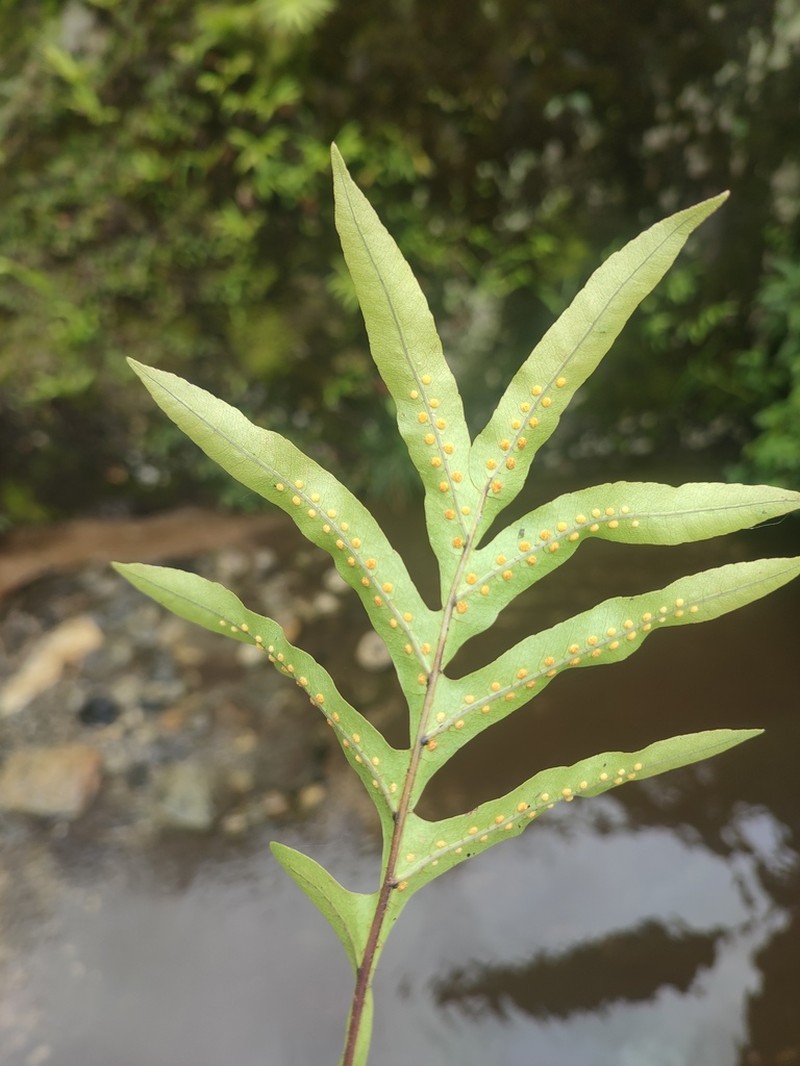 Drynaria propinqua photo 2