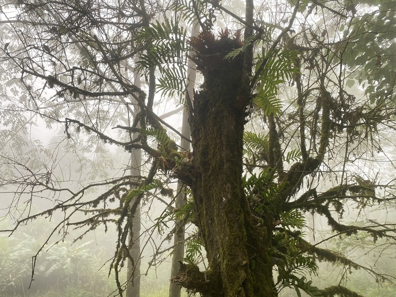 Drynaria propinqua photo 3