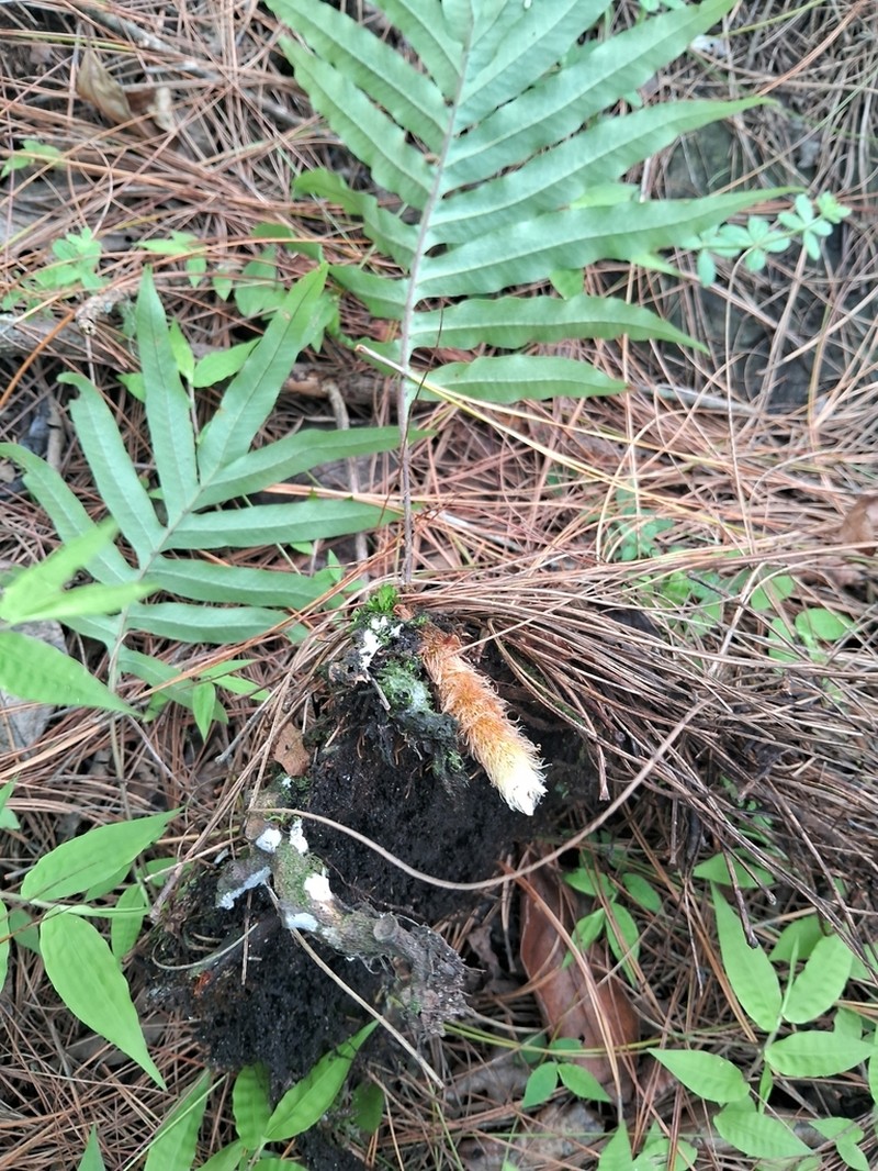 Drynaria propinqua photo 4