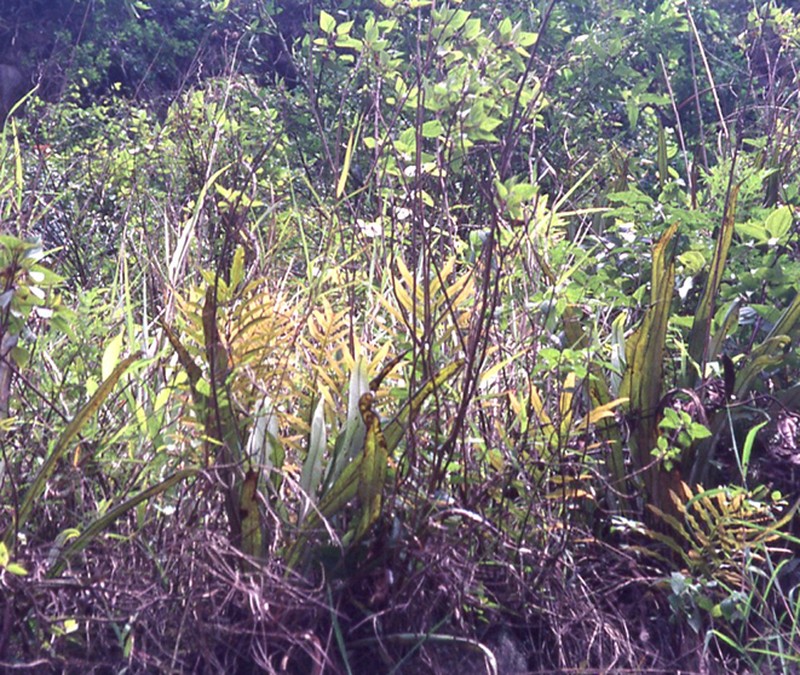 Drynaria propinqua photo 5