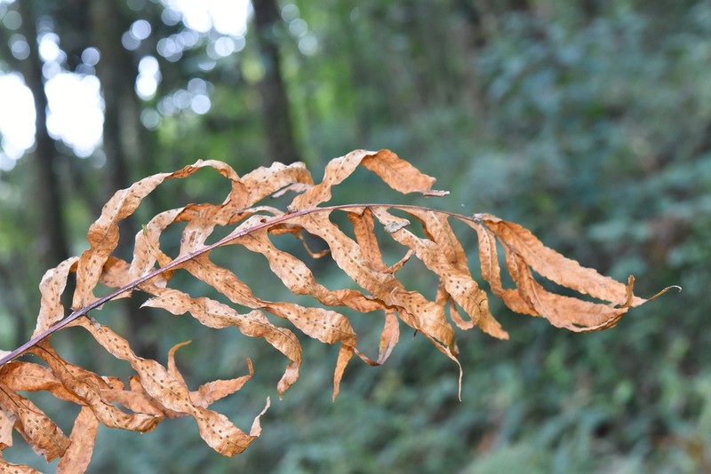 Drynaria propinqua photo 6