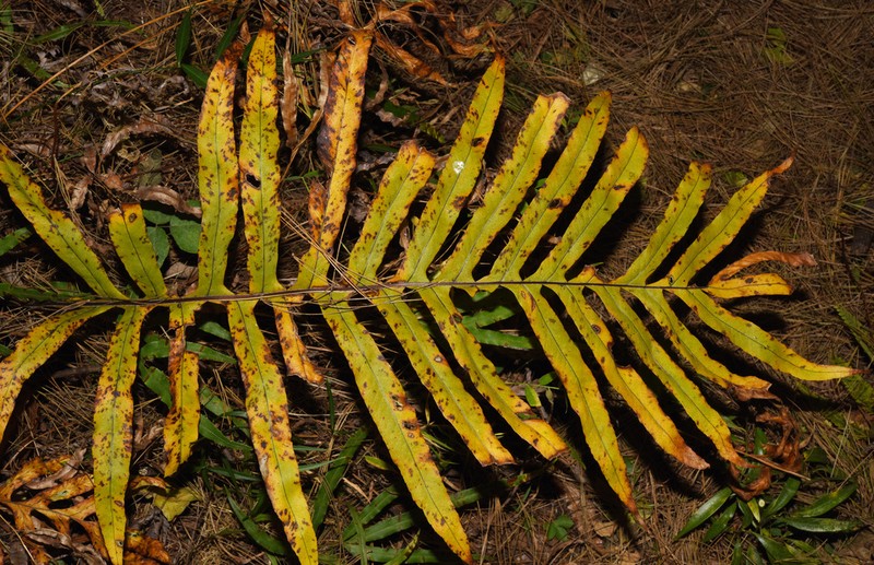 Drynaria propinqua photo 8
