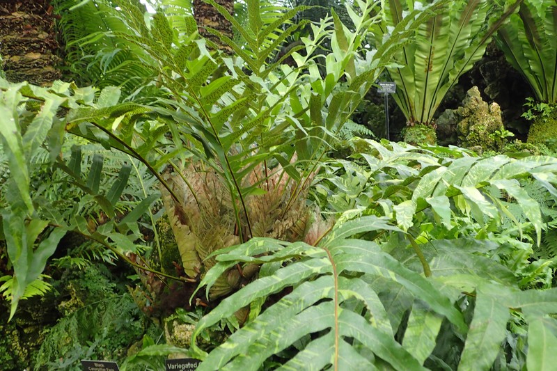 Basket Fern photo 2