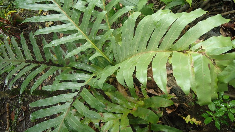 Basket Fern photo 4
