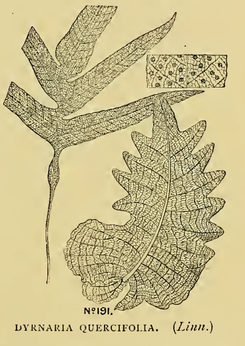 Basket Fern photo 6