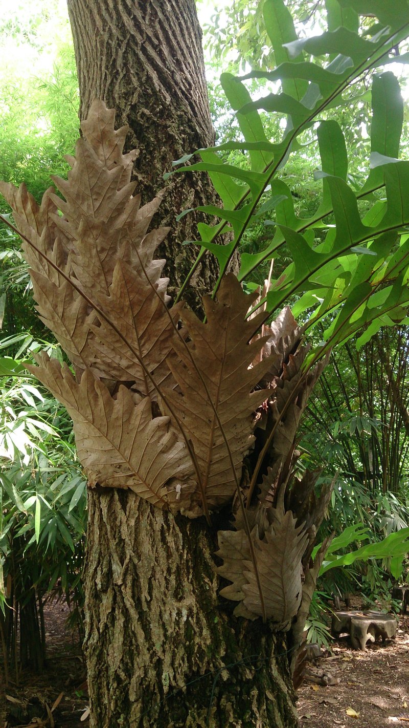 Basket Fern