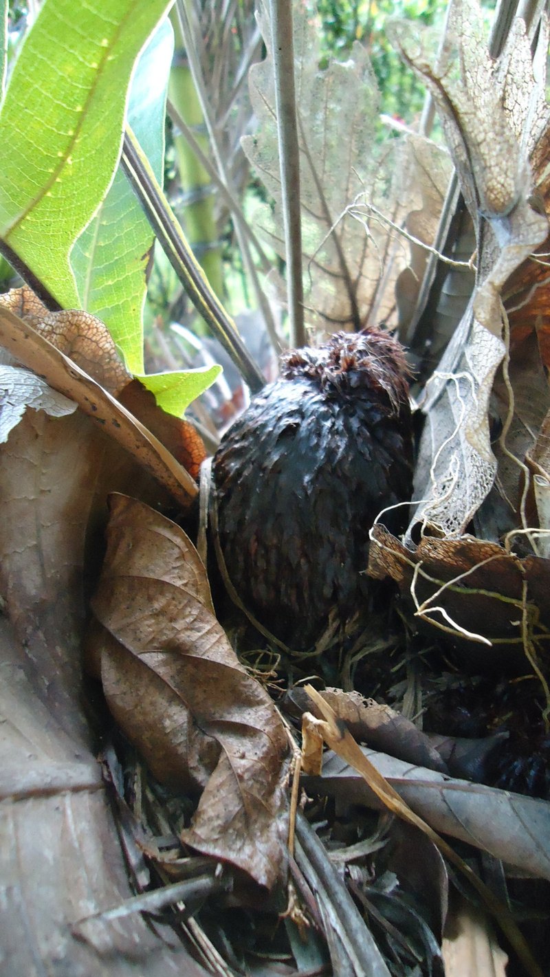 Basket Fern photo 7