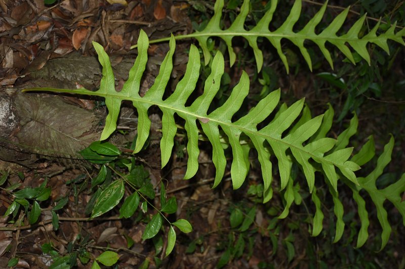 Basket Fern photo 8
