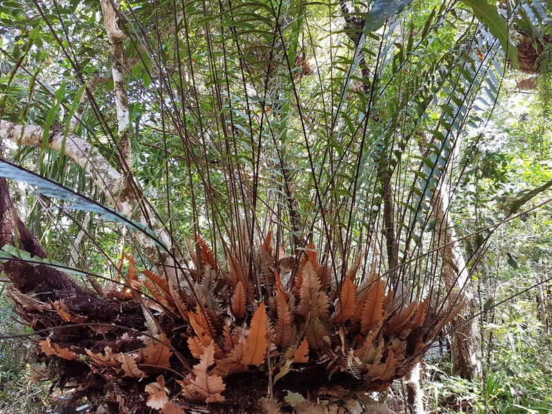 Drynaria rigidula