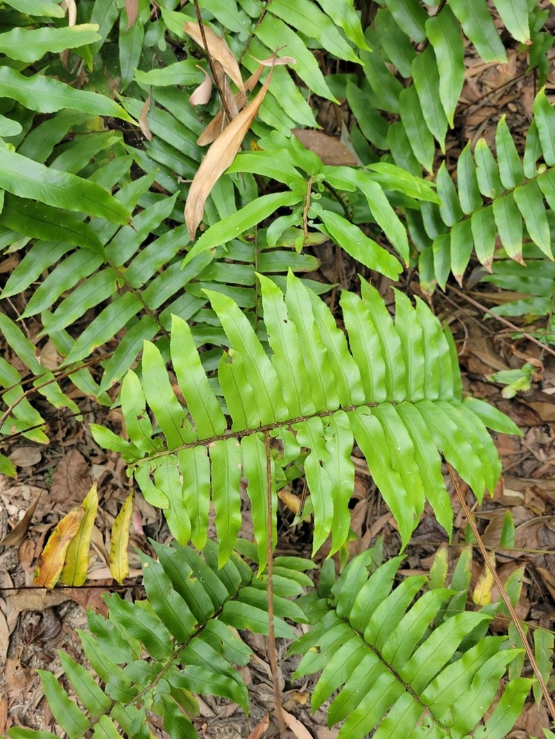 Drynaria rigidula photo 2